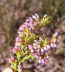 Erica uberiflora