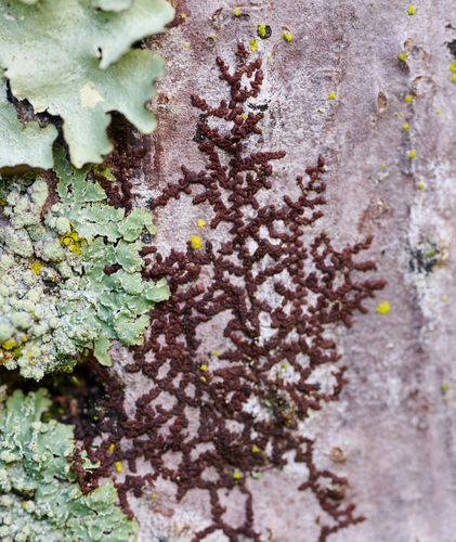 Frullania meyeniana
