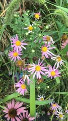 Senecio glastifolius