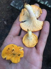 Cantharellus tenuithrix
