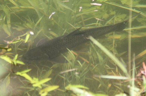 Labeo cylindricus