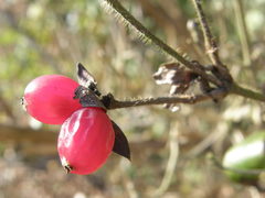 Lonicera praeflorens