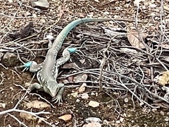 Cnemidophorus murinus