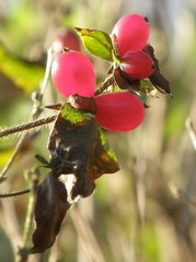Lonicera praeflorens