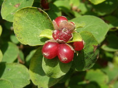 Lonicera praeflorens