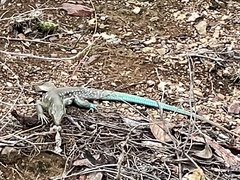 Cnemidophorus murinus