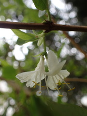 Lonicera × purpusii