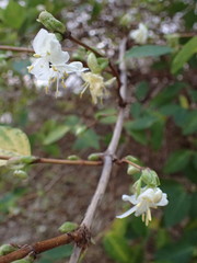 Lonicera × purpusii