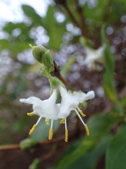 Lonicera × purpusii