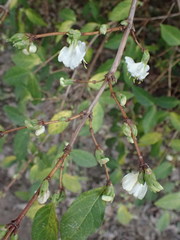 Lonicera × purpusii