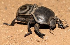 Anomalipus elephas tibialis