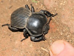 Anomalipus elephas tibialis