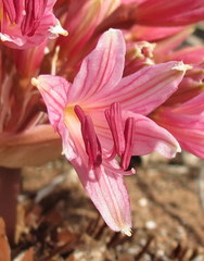 Brunsvigia bosmaniae
