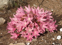 Brunsvigia bosmaniae
