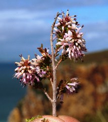 Erica uberiflora