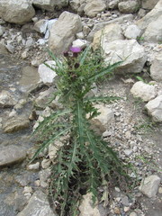 Cirsium uliginosum