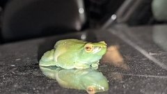 Sphaenorhynchus lacteus