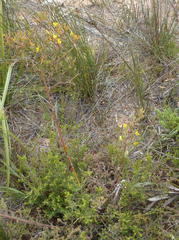 Rafnia capensis capensis