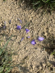 Campanula cochleariifolia