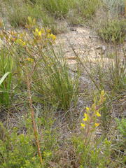 Rafnia capensis capensis