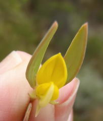 Rafnia capensis capensis