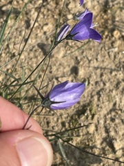 Campanula cochleariifolia
