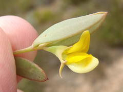 Rafnia capensis capensis