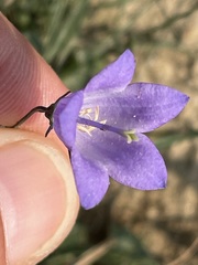 Campanula cochleariifolia