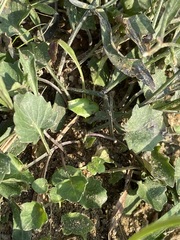 Campanula cochleariifolia