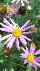 Senecio glastifolius