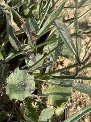 Campanula cochleariifolia