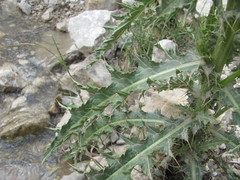 Cirsium uliginosum