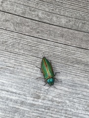 Buprestis aurulenta