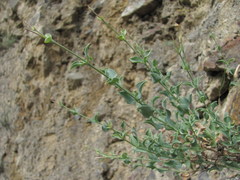 Silene chlorifolia