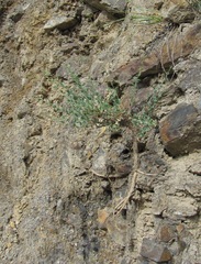 Silene chlorifolia