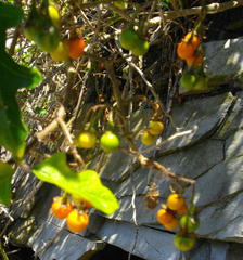 Solanum rubetorum