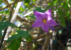 Solanum rubetorum