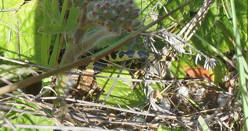 Spotted Harlequin Snake