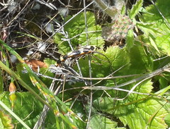 Homoroselaps lacteus