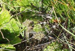 Homoroselaps lacteus