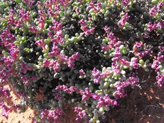 Eberlanzia dichotoma