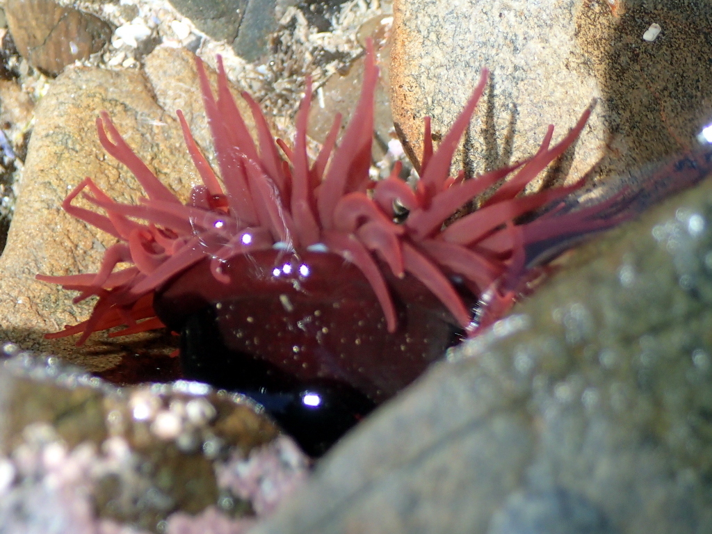 Red Sea Anemone or Kōtore / Kōtoretore (Sea Anemones of New Zealand) iNaturalist