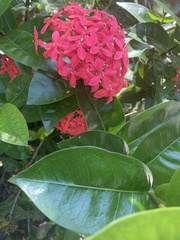Ixora