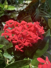 Ixora