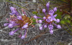 Rhigiophyllum squarrosum