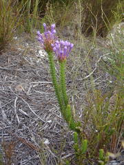 Rhigiophyllum squarrosum
