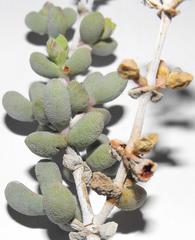 Eberlanzia ebracteata