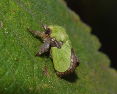 Latoia vivida
