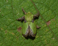 Latoia vivida