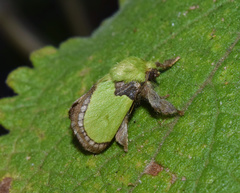 Latoia vivida